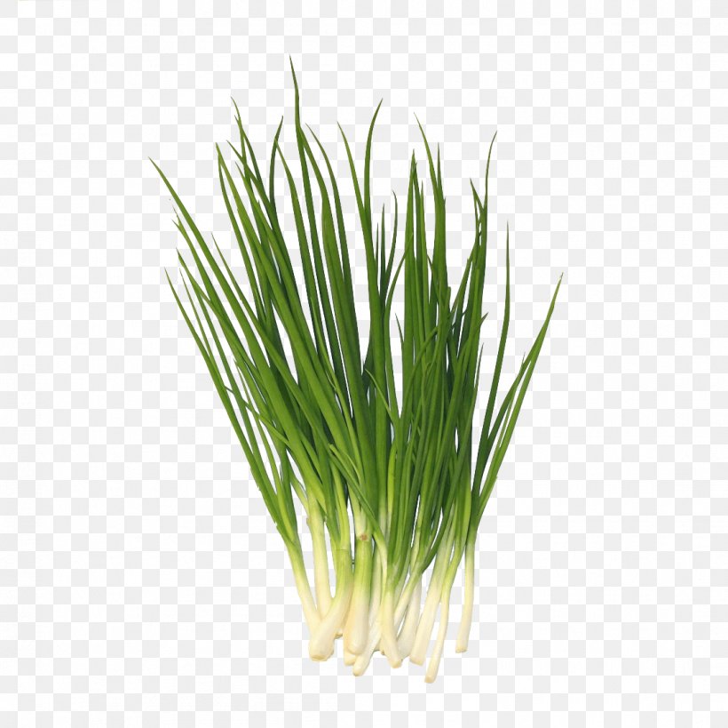 Allium Fistulosum Garlic Chives Sweet Grass Leek, PNG, 1105x1104px, Allium Fistulosum, Allium, Chives, Chrysopogon, Chrysopogon Zizanioides Download Free