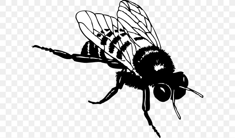 European Dark Bee Black And White Bumblebee Clip Art, PNG, 600x481px, European Dark Bee, Arthropod, Artwork, Bee, Black And White Download Free