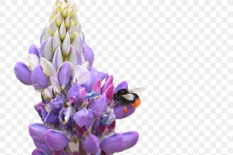 Lavender, PNG, 1920x1280px, Bluebonnet, Cut Flowers, Flower, Lavender, Lupine Download Free