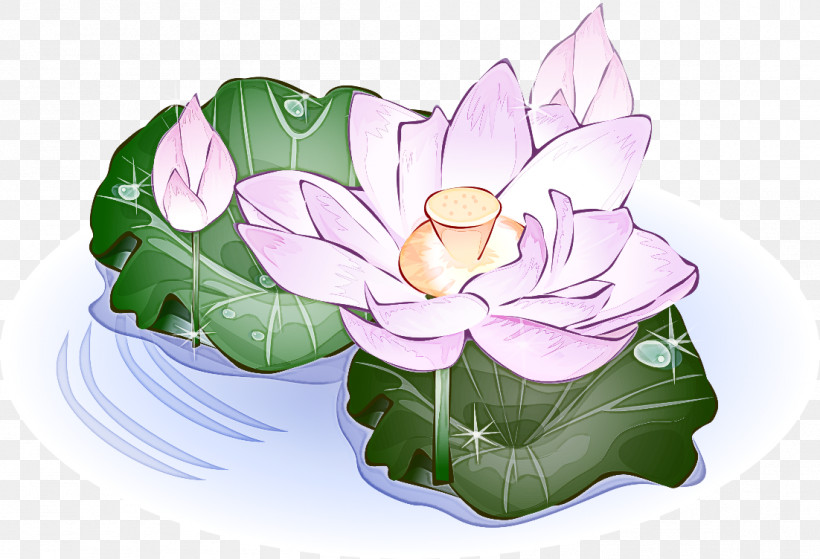 Lotus, PNG, 1102x752px, Lotus Family, Anthurium, Aquatic Plant, Flower, Leaf Download Free