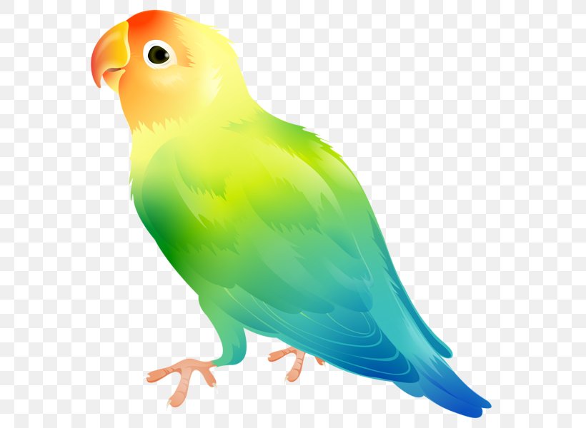 Parrot Domestic Canary Yellow-collared Lovebird Clip Art, PNG, 575x600px, Parrot, Atlantic Canary, Beak, Bird, Common Pet Parakeet Download Free