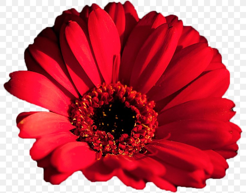 Transvaal Daisy Desktop Wallpaper Desktop Metaphor Cut Flowers, PNG, 800x645px, Transvaal Daisy, Android, Annual Plant, Chrysanthemum, Chrysanths Download Free