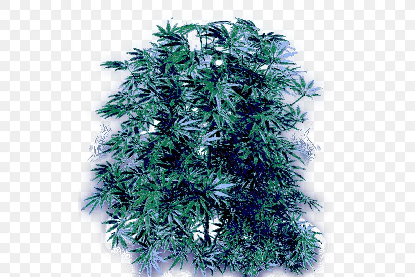 Cannabis Smoking Hemp Cannabidiol, PNG, 510x548px, Cannabis, Branch, Cannabidiol, Cannabis Culture, Cannabis Smoking Download Free