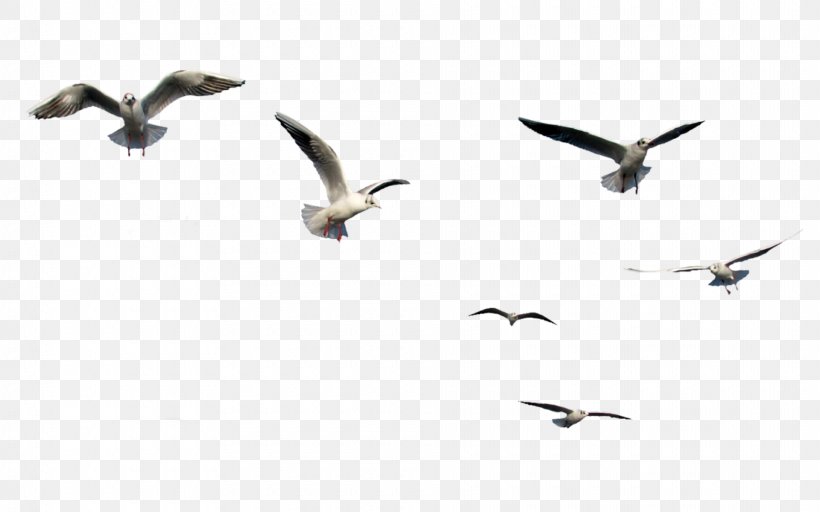 Gulls Bird Flight Clip Art, PNG, 1920x1200px, Gulls, Animal Migration, Beak, Bird, Bird Flight Download Free