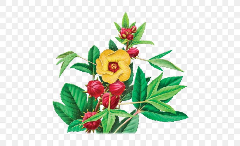 Hibiscus Tea Herbal Tea Tea Bag, PNG, 500x500px, Hibiscus Tea, Caffeine, Camellia Sinensis, Cut Flowers, Drink Download Free