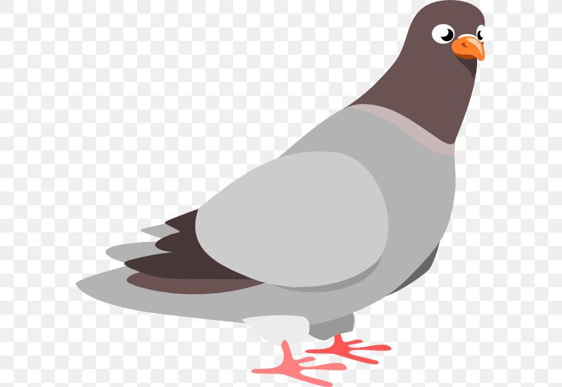 Homing Pigeon Columbidae Rock Dove Clip Art, PNG, 600x566px, Homing Pigeon, Beak, Bird, Clay Pigeon Shooting, Columbidae Download Free