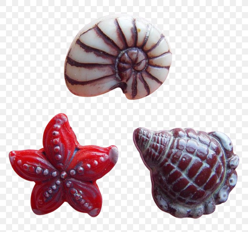 Nautiluses Conchology Seashell Jewellery, PNG, 766x766px, Nautiluses, Conchology, Jewellery, Jewelry Making, Nautilida Download Free