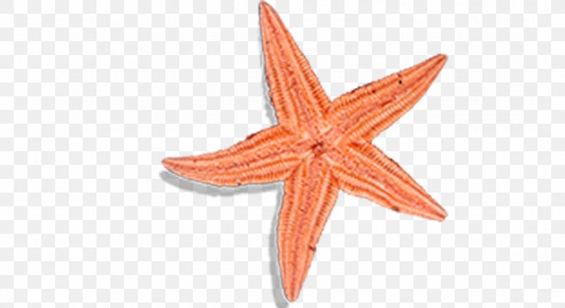 Patrick Star Starfish, PNG, 1081x591px, Patrick Star, Color, Echinoderm, Gratis, Invertebrate Download Free