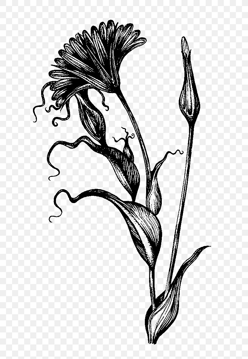 Botanical Illustration Drawing Ink Pen Sketch, PNG, 701x1188px, Botanical Illustration, Art, Artwork, Beak, Bird Download Free