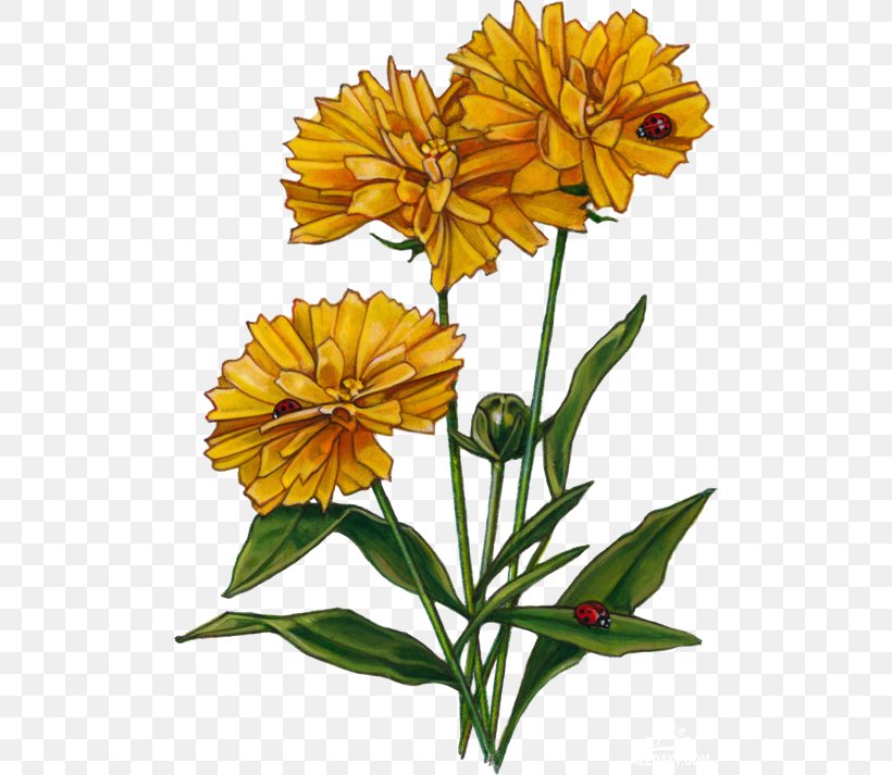 Cut Flowers Plant Stem Pot Marigold Petal, PNG, 500x713px, Flower, Annual Plant, Calendula, Cut Flowers, Daisy Family Download Free