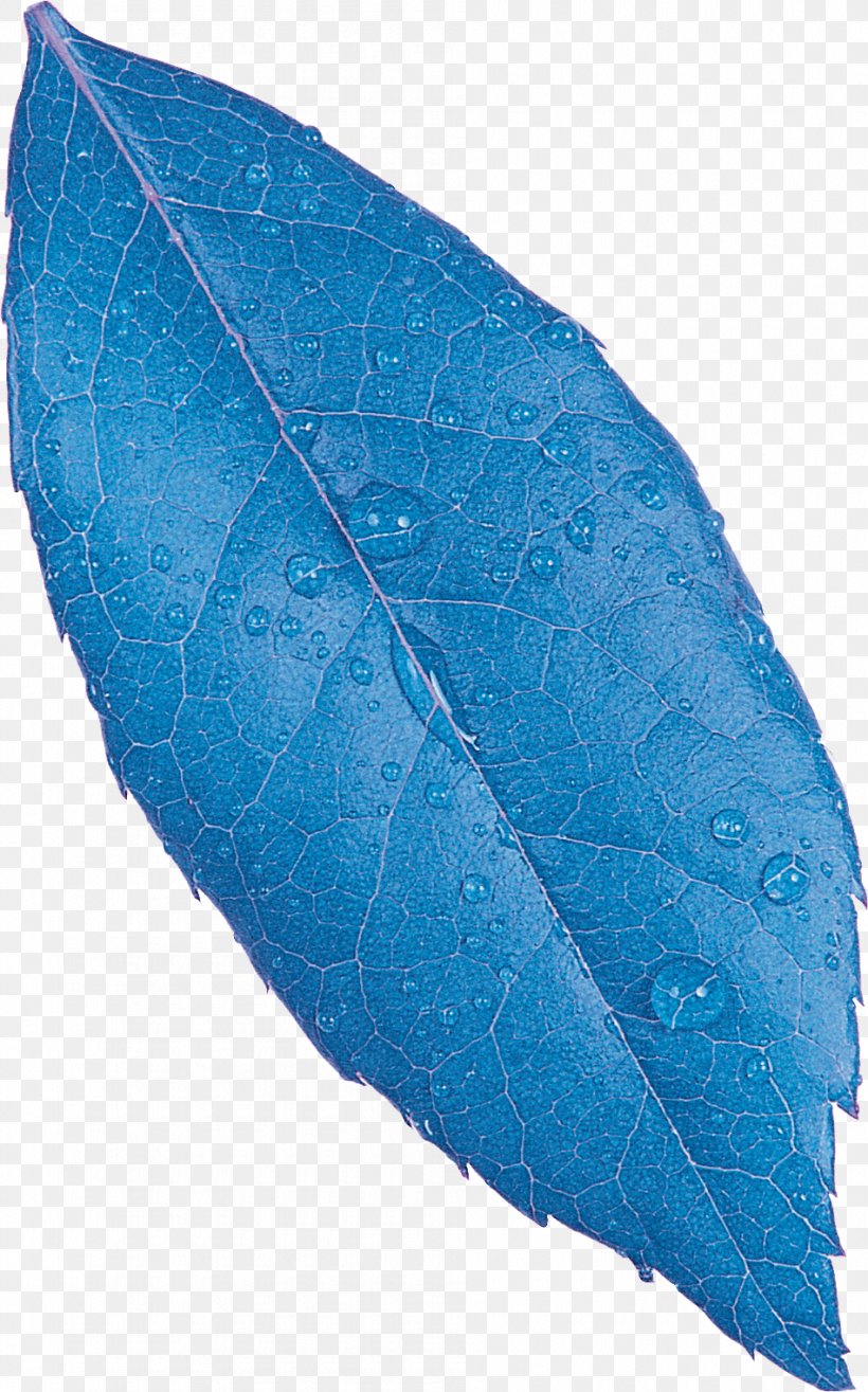 Leaf Plant Pathology, PNG, 950x1524px, Leaf, Blue, Flower, Hyperlink, Pathology Download Free