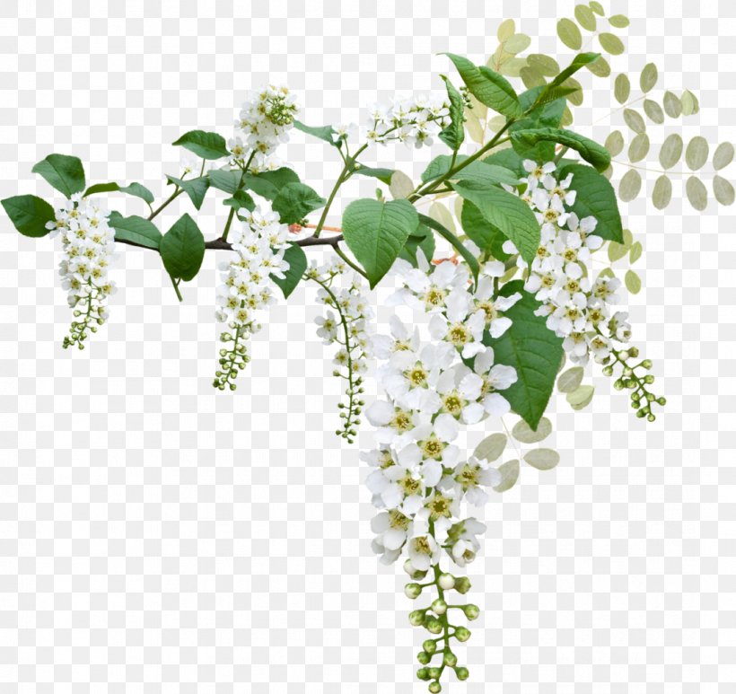 Prunus Padus Clip Art, PNG, 1085x1024px, 2016, Prunus Padus, Animation, Art, Branch Download Free