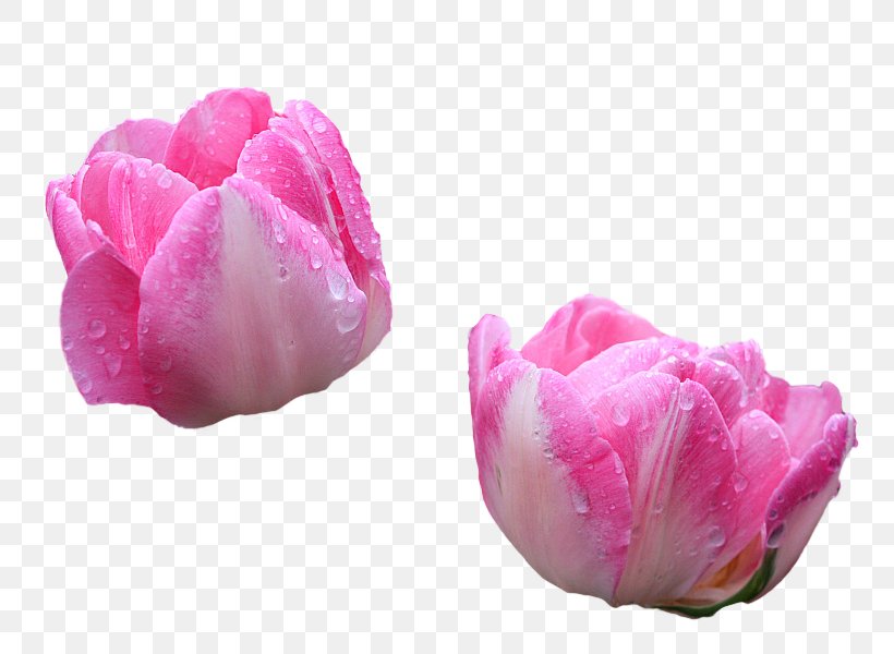 Tulip, PNG, 800x600px, Tulip, Flower, Flowering Plant, Magenta, Petal Download Free