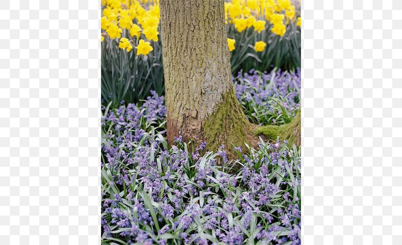 English Lavender Scilla Siberica Bulb Hyacinth Drimia Maritima, PNG, 500x500px, English Lavender, Bulb, Daffodil, Flower, Flowering Plant Download Free