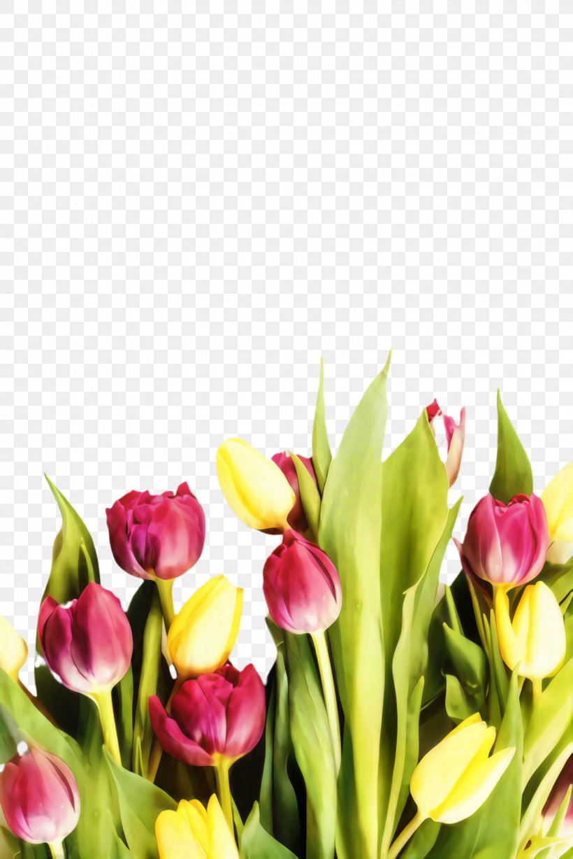 Floral Spring Flowers, PNG, 1632x2445px, Tulip, Blossom, Botany, Bud, Cut Flowers Download Free