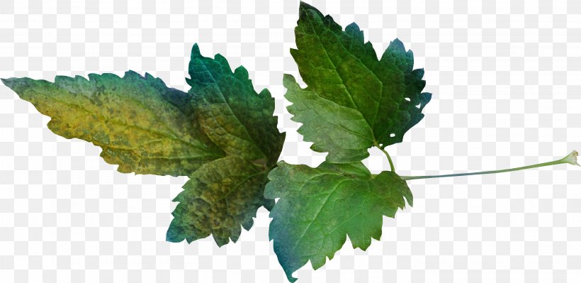 Leaf Clover Clip Art, PNG, 2908x1417px, Leaf, Clover, Grape Leaves, Grapevine Family, Herb Download Free