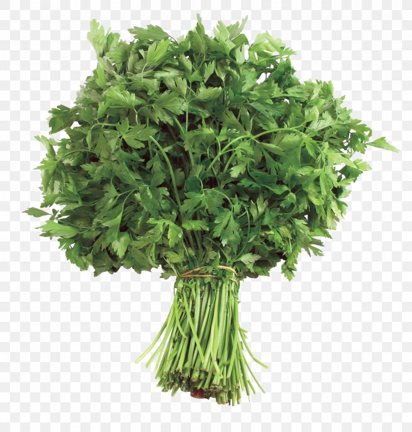 Parsley Food Apiaceae Health Herbaceous Plant, PNG, 1181x1238px, Parsley, Apiaceae, Coriander, Dish, Epidermis Download Free