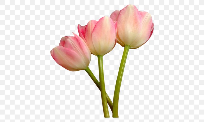 Tulip Mania Petal Cut Flowers, PNG, 500x490px, Tulip, Blue Rose, Bud, Bulb, Cut Flowers Download Free