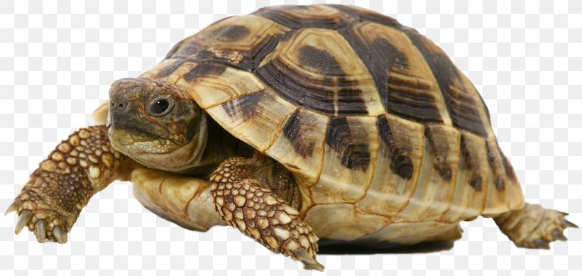 Turtle Pet Russian Tortoise Hermann's Tortoise Dog, PNG, 1407x668px, Turtle, Box Turtle, Cat, Cats Dogs, Chelydridae Download Free