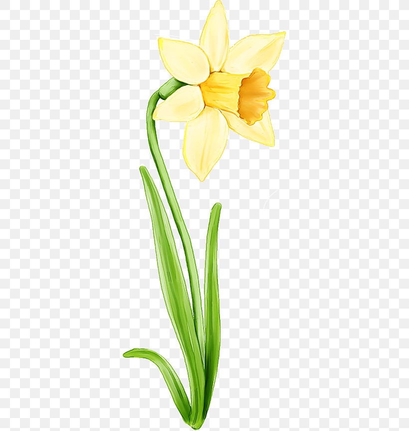 Flower Cut Flowers Plant Yellow Arum, PNG, 328x866px, Flower, Arum, Arum Family, Cut Flowers, Iris Download Free