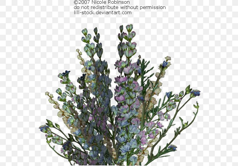 Lavender Drawing Illustration Botany Paper, PNG, 566x573px, Lavender, Botanical Illustration, Botany, Branch, Drawing Download Free