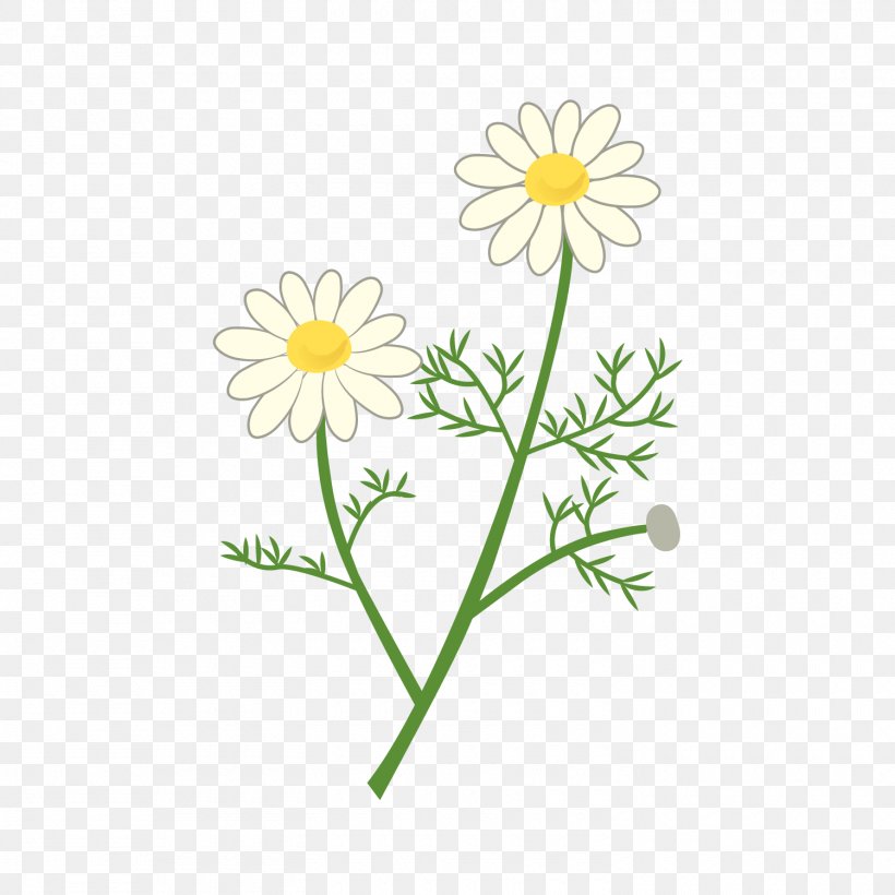 Oxeye Daisy Roman Chamomile Cut Flowers Floral Design Plant Stem, PNG, 1500x1500px, Oxeye Daisy, Chamaemelum Nobile, Chamomiles, Cut Flowers, Daisy Download Free