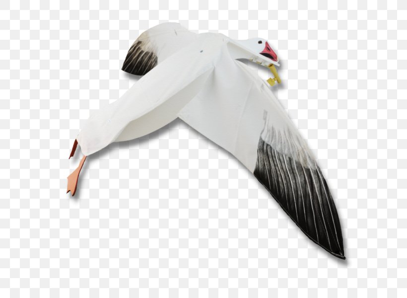 Snow Goose Duck Bird European Herring Gull, PNG, 600x600px, Goose, Anatidae, Beak, Bird, Canada Goose Download Free