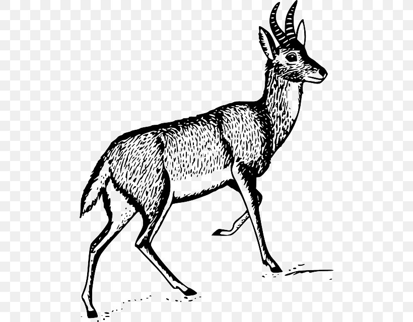 Antelope Deer Gazelle Clip Art, PNG, 504x640px, Antelope, Antler, Black And White, Bohor Reedbuck, Cow Goat Family Download Free