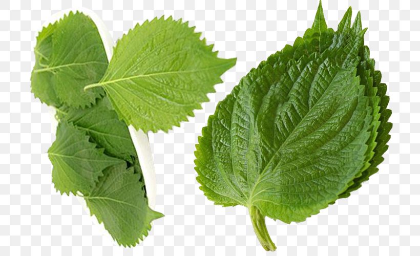 Beefsteakplant Lemon Balm Herbalism Leaf Beefsteak Plant, PNG, 765x500px, Beefsteakplant, Beefsteak Plant, Herb, Herbalism, Leaf Download Free