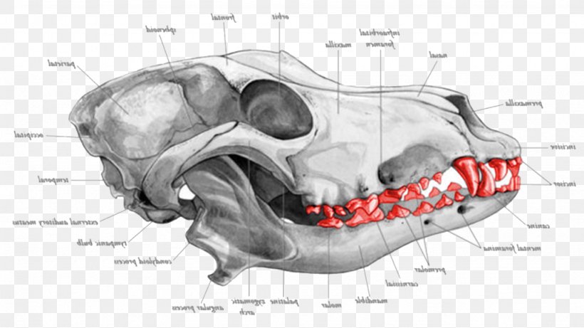 Dog Bone Jaw Snout Muzzle, PNG, 1024x576px, Watercolor, Cartoon, Flower, Frame, Heart Download Free