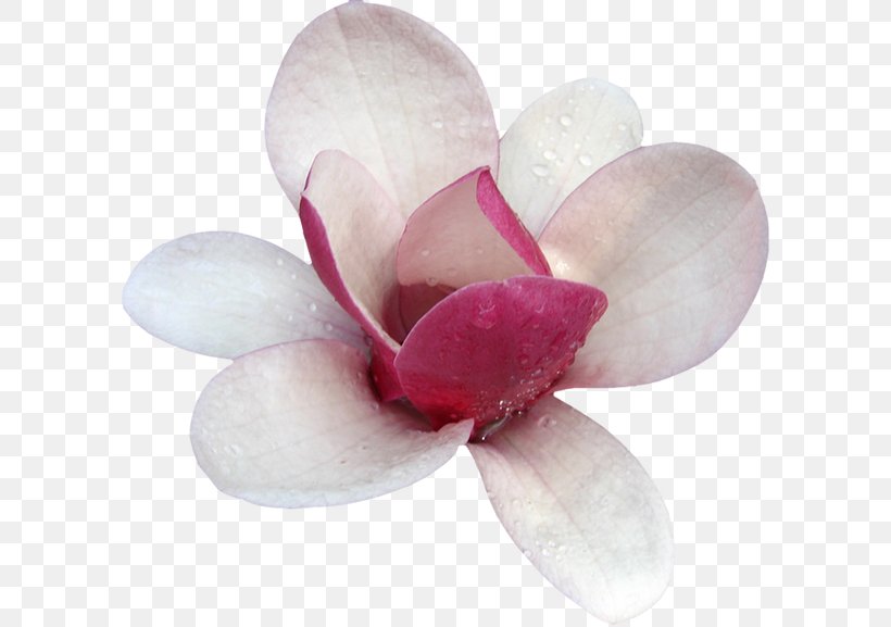 Magnolia Flower Clip Art, PNG, 600x577px, Magnolia, Blossom, Editing, El Rincon De Los Colores, Flower Download Free