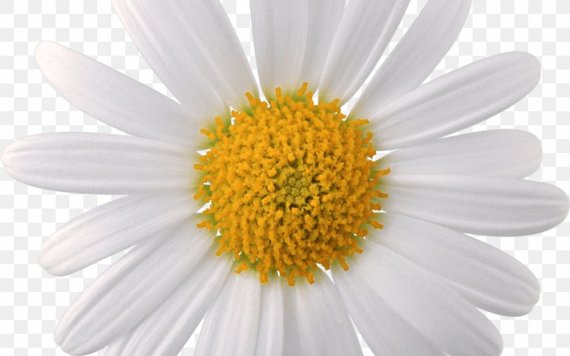 Oxeye Daisy Common Daisy Chamomile Clip Art, PNG, 1368x855px, Oxeye Daisy, Aster, Chamaemelum Nobile, Chamomile, Chrysanths Download Free