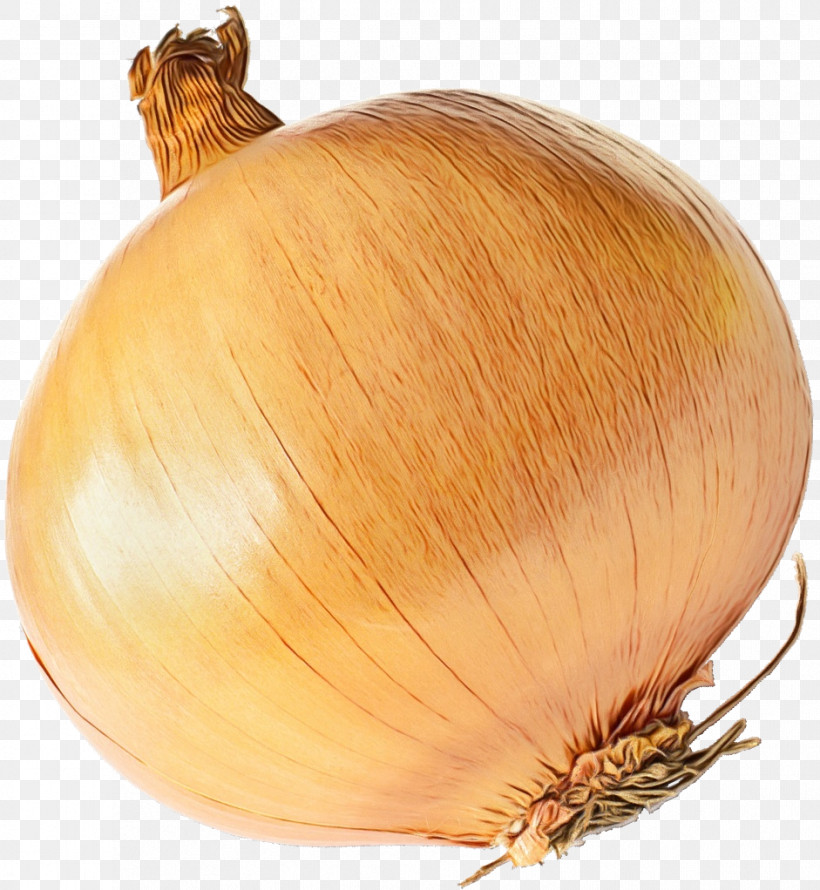 Brown Onion Garlic Winter Squash Plant Commodity, PNG, 941x1022px, Watercolor, Biology, Commodity, Garlic, Onion Download Free