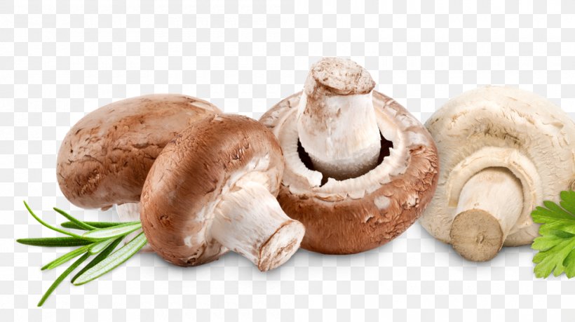 Common Mushroom Leigh Syndrome Food Thiamine Disease, PNG, 1000x560px, Common Mushroom, Agaricomycetes, Brain, Carbohydrate, Deficiency Download Free