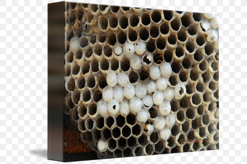 Honey Bee Insect Honeycomb Pollinator, PNG, 650x547px, Bee, Honey, Honey Bee, Honeycomb, Insect Download Free