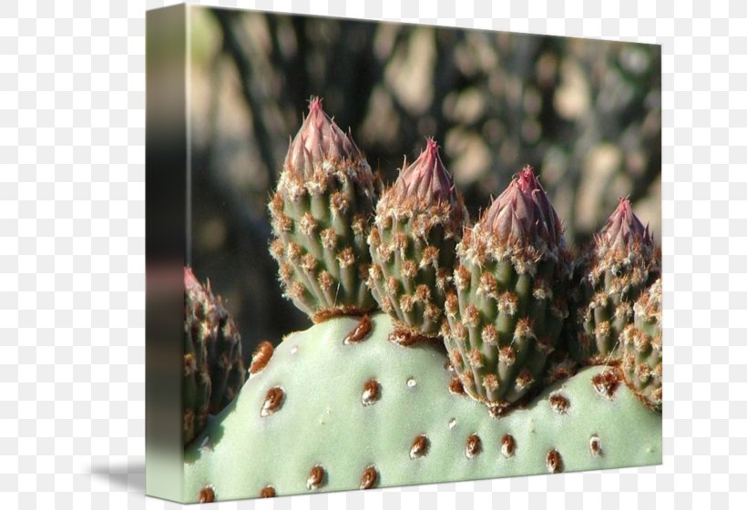 Imagekind Art Poster Sophora Arizonica Beavertail Cactus, PNG, 650x560px, Imagekind, Art, Beavertail Cactus, Cactaceae, Cactus Download Free