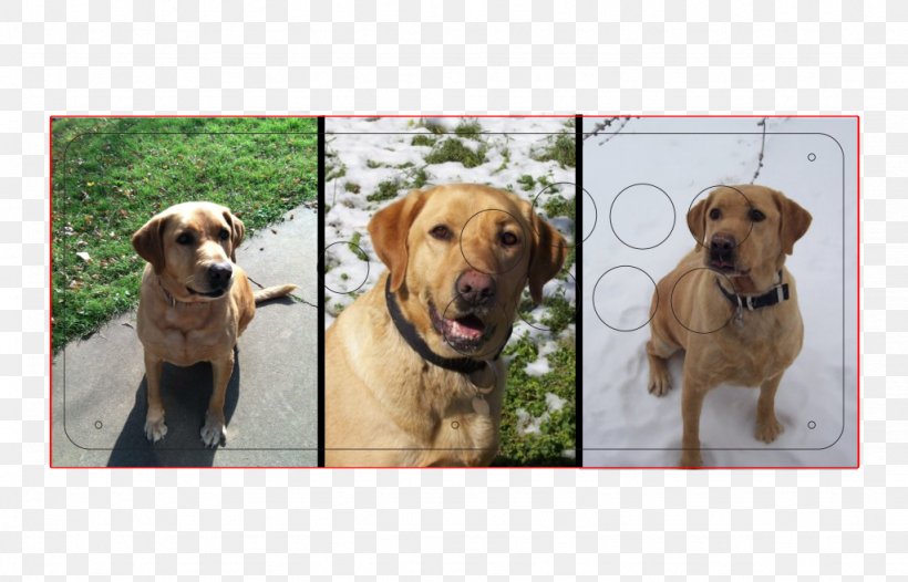 Labrador Retriever Golden Retriever Broholmer Dog Breed Companion Dog, PNG, 1024x657px, Labrador Retriever, Breed, Broholmer, Carnivoran, Companion Dog Download Free