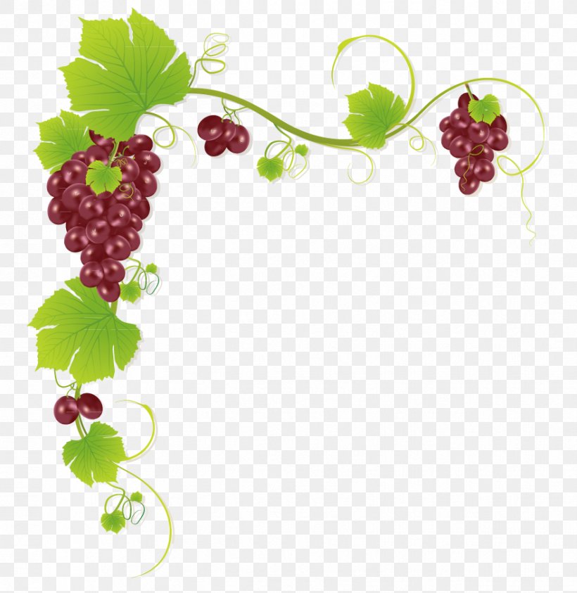 Common Grape Vine Wine Juice Muscadine Grape, PNG, 881x906px, Common Grape Vine, Branch, Floral Design, Flowering Plant, Food Download Free