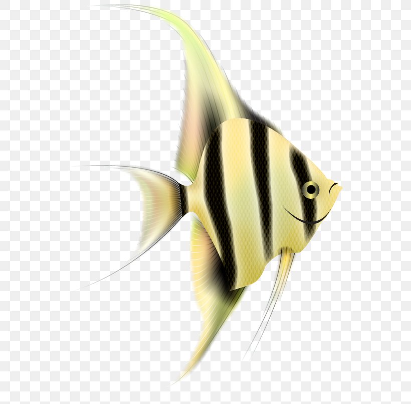 Fish Pomacanthidae Yellow Fish Pomacentridae, PNG, 564x805px, Fish, Bonyfish, Butterflyfish, Fin, Pomacanthidae Download Free