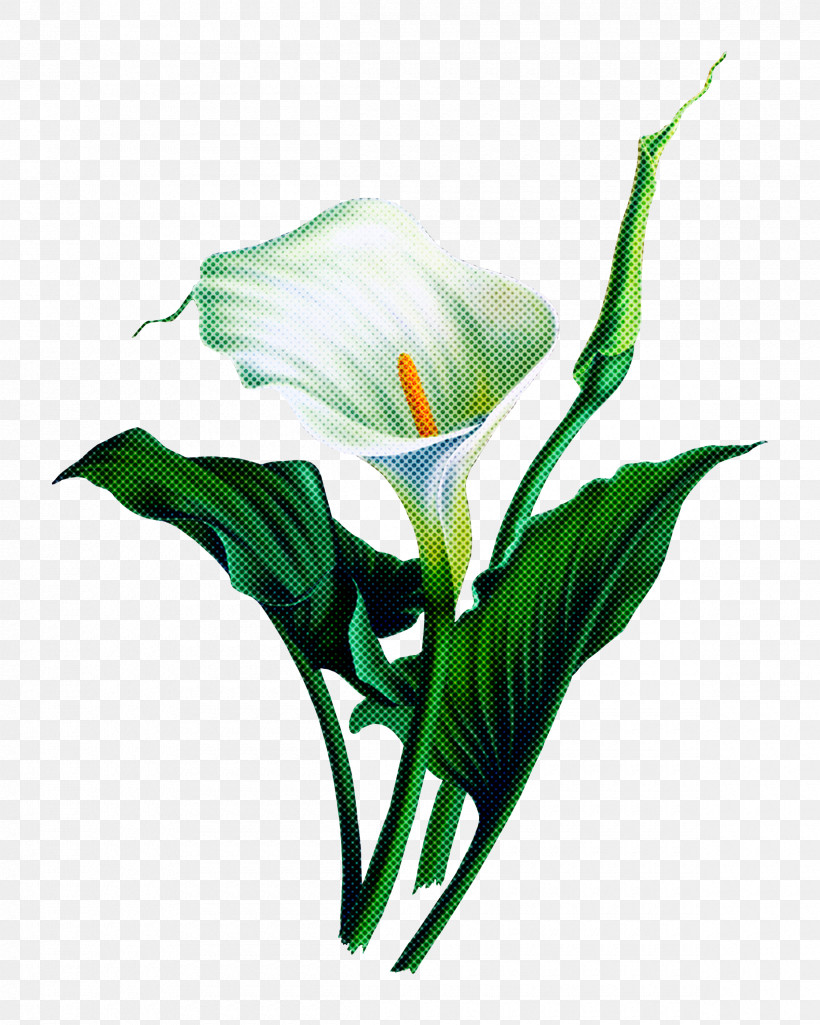 Flower Plant Giant White Arum Lily Arum Petal, PNG, 2400x3000px, Flower, Alismatales, Anthurium, Arum, Arum Family Download Free