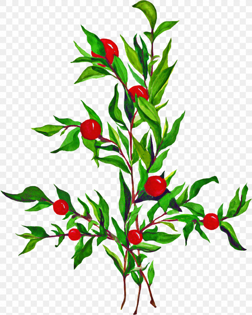 Holly, PNG, 1643x2059px, Plant, Birds Eye Chili, Branch, Chili Pepper, Flower Download Free