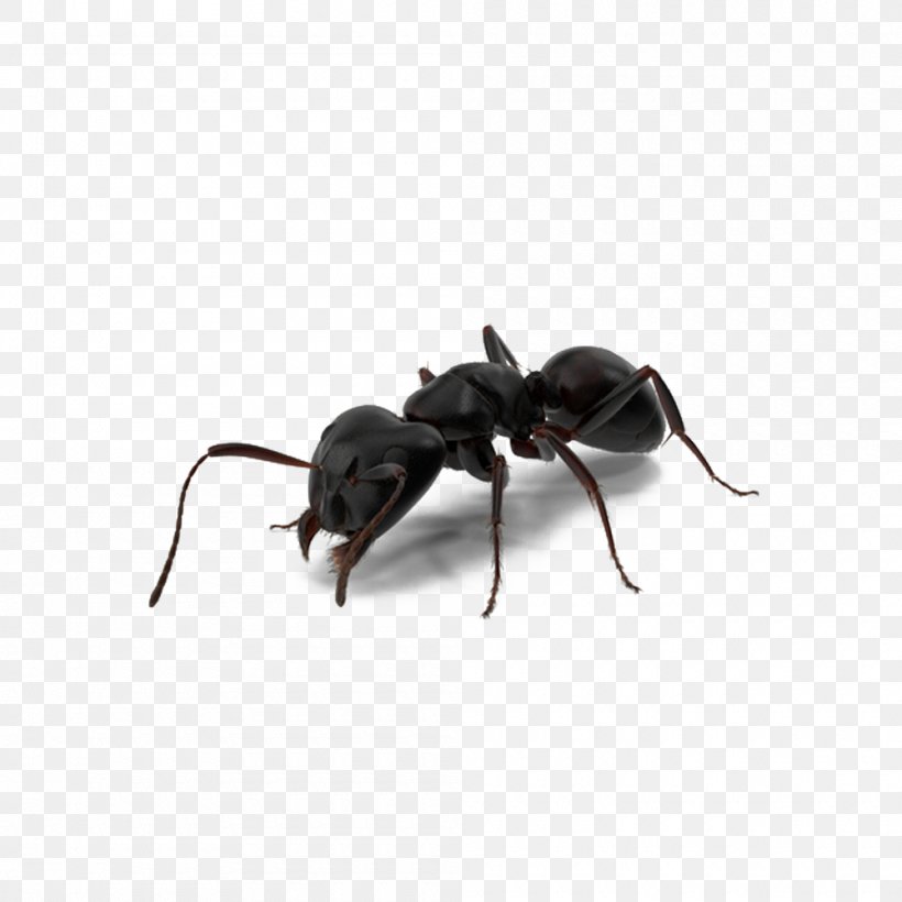Ant-Man Spider-Man, PNG, 1000x1000px, Ant, Ant Colony, Antman, Arthropod, Beetle Download Free