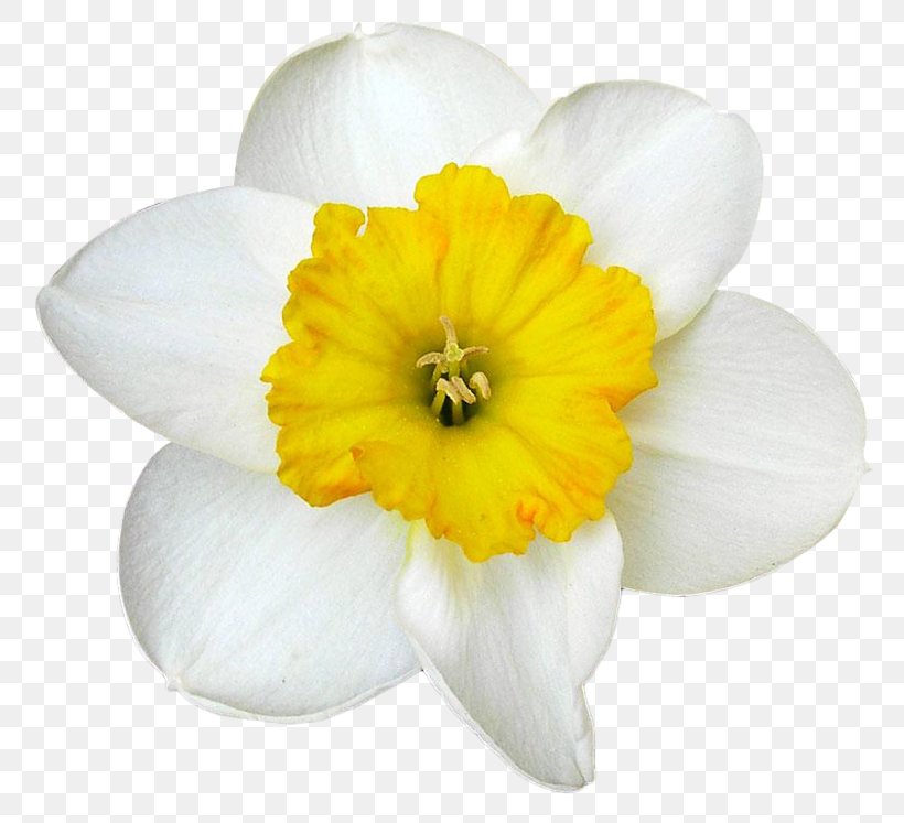 Daffodil Narcissus White, PNG, 800x747px, Daffodil, Amaryllidaceae, Amaryllis Family, Bulb, Data Download Free