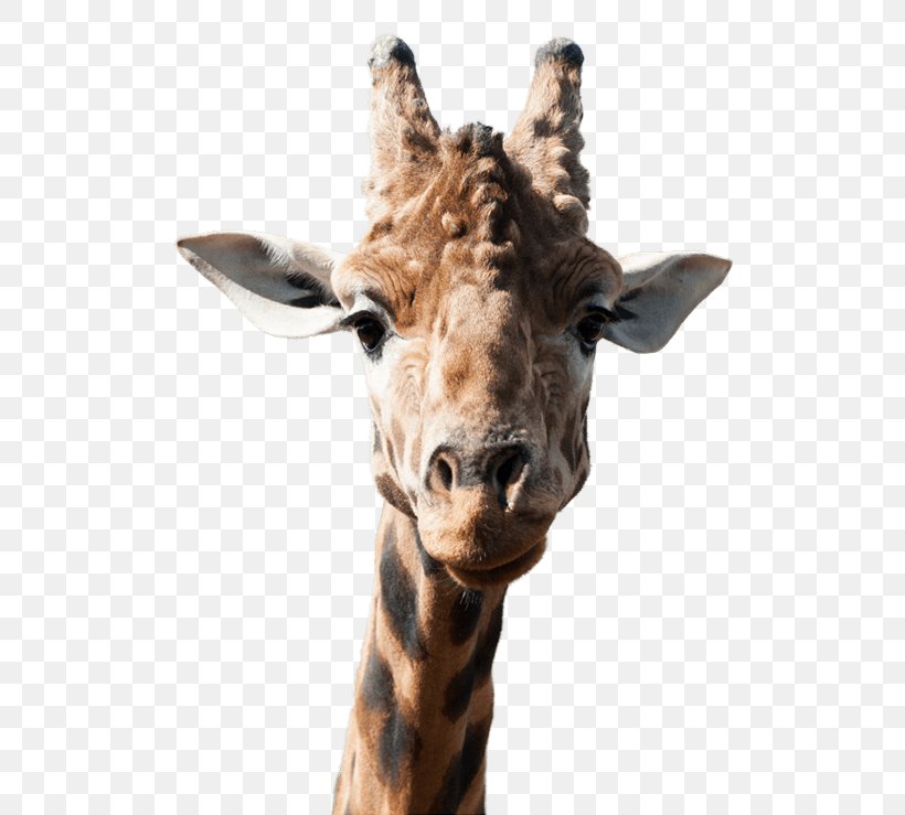 Giraffe National Zoo & Aquarium Animal PoeticKinetics, PNG, 515x739px, Giraffe, Animal, Fauna, Giraffidae, Head Download Free