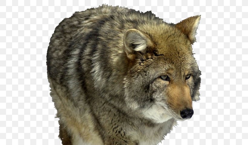 Saarloos Wolfdog Coyote Kunming Wolfdog Czechoslovakian Wolfdog Cougar, PNG, 640x480px, Saarloos Wolfdog, Alaskan Tundra Wolf, Animal, Animal Bite, Canis Lupus Tundrarum Download Free