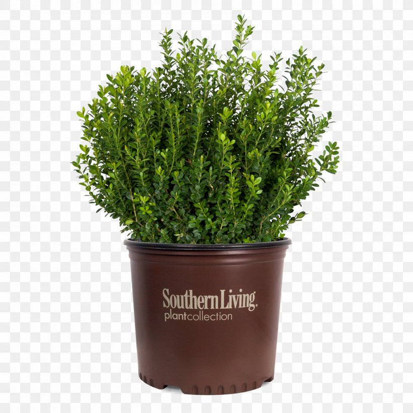 Buxus Microphylla Shrub Garden Plant Hedge, PNG, 1800x1800px, Buxus Microphylla, Box, Evergreen, Flowerpot, Garden Download Free