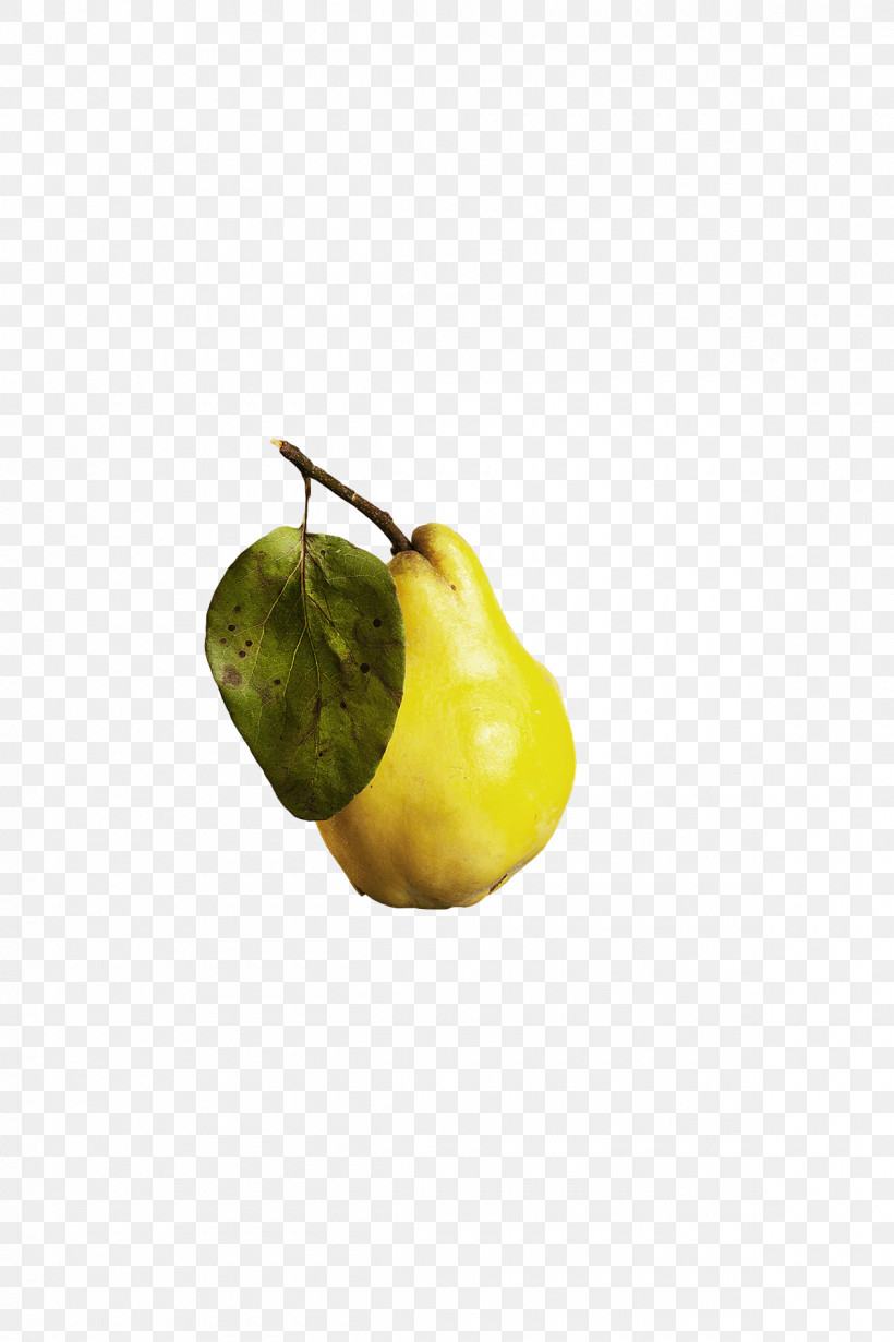 Citron Plants Fruit Citrus Science, PNG, 1200x1800px, Citron, Biology, Citrus, Fruit, Plants Download Free