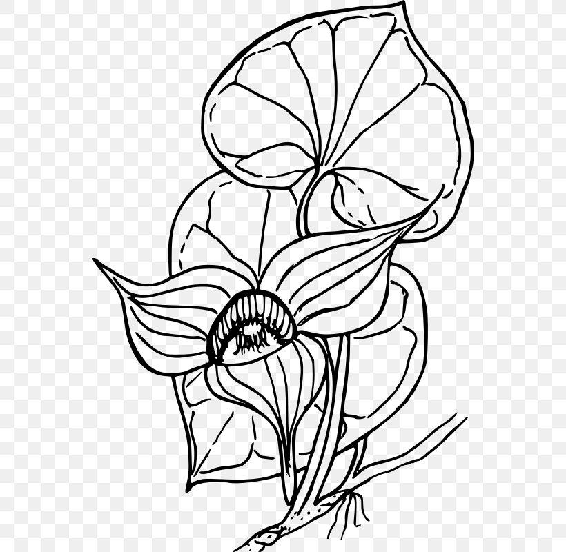 Coloring Book Drawing Clip Art, PNG, 554x800px, Coloring Book, Artwork, Black And White, Botanical Illustration, Child Download Free