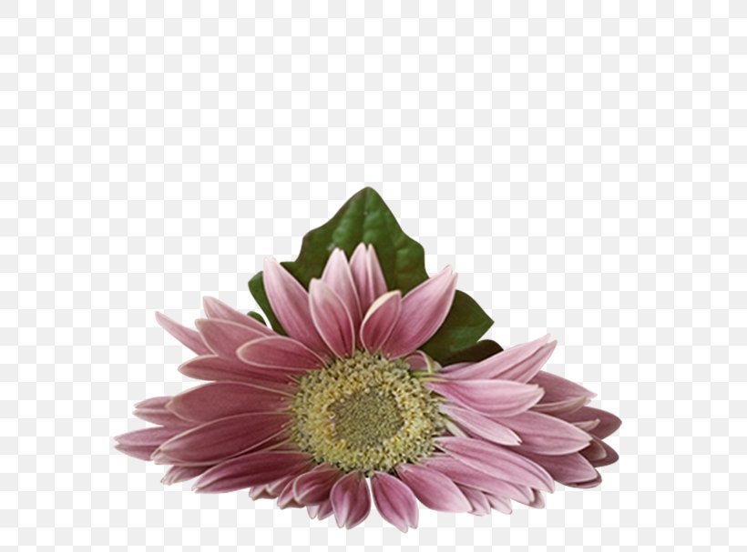 Flower, PNG, 600x607px, Flower, Animation, Annual Plant, Aster, Chrysanthemum Download Free
