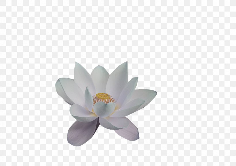 Petal Nelumbo Nucifera Lotus Effect Aquatic Plants, PNG, 1000x702px, Petal, Aquatic Plant, Aquatic Plants, Designer, Flower Download Free
